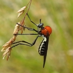 Cabasa pulchella (Robber fly) at Tidbinbilla Nature Reserve - 1 Jan 2021 by HelenCross