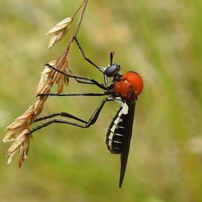 Cabasa pulchella (Robber fly) at Tidbinbilla Nature Reserve - 1 Jan 2021 by HelenCross