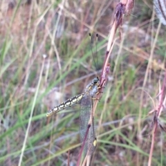 Suhpalacsa flavipes (Yellow Owlfly) at Molonglo Valley, ACT - 31 Dec 2020 by NickiTaws