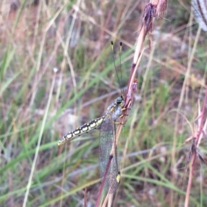 Suhpalacsa flavipes at Molonglo River Reserve - 1 Jan 2021 07:06 AM