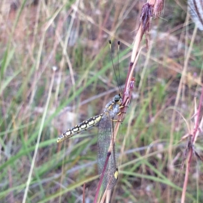Suhpalacsa flavipes (Yellow Owlfly) at Molonglo Valley, ACT - 31 Dec 2020 by NickiTaws