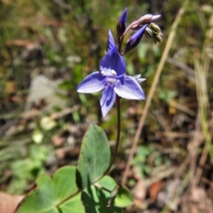 Veronica perfoliata (Digger's Speedwell) at Paddys River, ACT - 31 Dec 2020 by JohnBundock