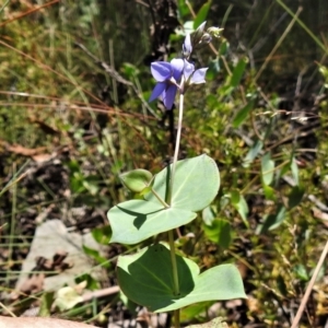 Veronica perfoliata at Paddys River, ACT - 31 Dec 2020 02:25 PM