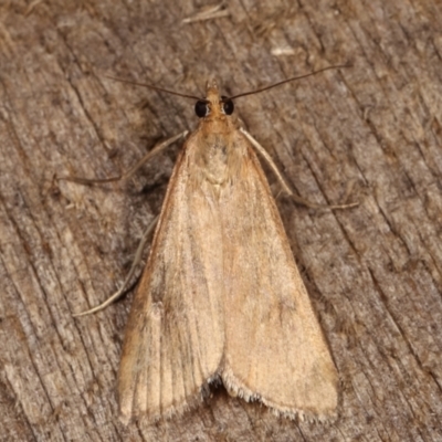 Achyra affinitalis (Cotton Web Spinner, Pyraustinae) at Melba, ACT - 15 Dec 2020 by kasiaaus