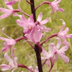 Dipodium roseum (Rosy hyacinth orchid) at Paddys River, ACT - 1 Jan 2021 by HelenCross