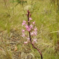 Dipodium roseum at Paddys River, ACT - 1 Jan 2021