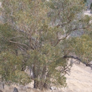 Eucalyptus goniocalyx at Jones Creek, NSW - 15 Jun 2005