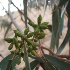 Eucalyptus goniocalyx at Nangus, NSW - 15 Jun 2005 11:30 AM