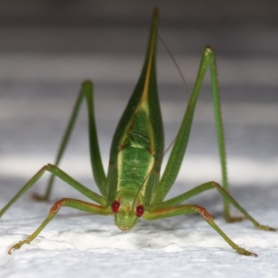 Caedicia simplex (Common Garden Katydid) at Melba, ACT - 14 Dec 2020 by kasiaaus