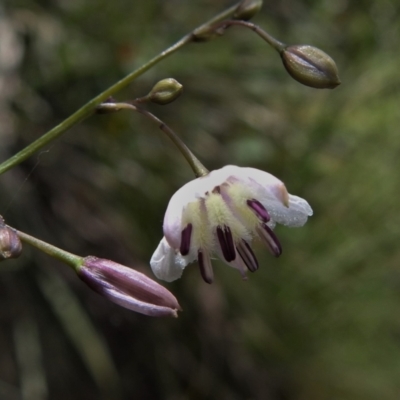 Arthropodium milleflorum (Vanilla Lily) at Tidbinbilla Nature Reserve - 31 Dec 2020 by JohnBundock
