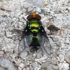 Amenia sp. (genus) (Yellow-headed Blowfly) at Paddys River, ACT - 1 Jan 2021 by HelenCross