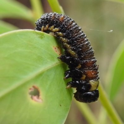 Pergidae sp. (family) (Unidentified Sawfly) at Tidbinbilla Nature Reserve - 1 Jan 2021 by HelenCross