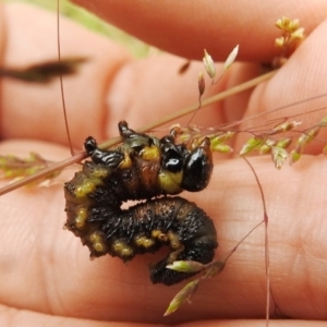 Pergidae sp. (family) at Paddys River, ACT - 1 Jan 2021