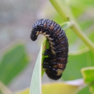 Pergidae sp. (family) at Paddys River, ACT - 1 Jan 2021