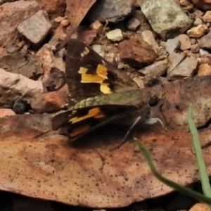 Trapezites phigalioides at Paddys River, ACT - 31 Dec 2020