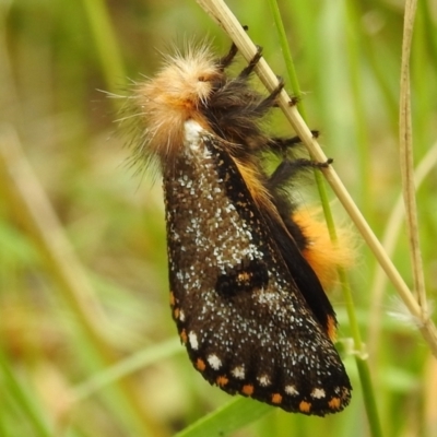 Epicoma contristis (Yellow-spotted Epicoma Moth) at Tidbinbilla Nature Reserve - 1 Jan 2021 by HelenCross