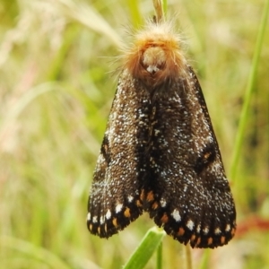 Epicoma contristis at Paddys River, ACT - 1 Jan 2021