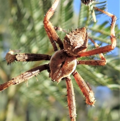 Backobourkia sp. (genus) (An orb weaver) at Holt, ACT - 27 Dec 2020 by CathB