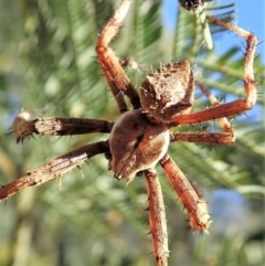 Backobourkia sp. (genus) (An orb weaver) at Holt, ACT - 26 Dec 2020 by CathB