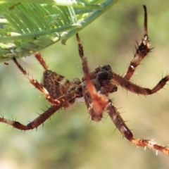 Backobourkia sp. (genus) at Holt, ACT - 27 Dec 2020