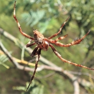 Backobourkia sp. (genus) at Holt, ACT - 27 Dec 2020