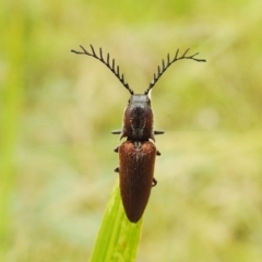 Elateridae (family) (Unidentified click beetle) at Paddys River, ACT - 1 Jan 2021 by HelenCross