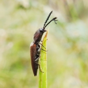 Elateridae sp. (family) at Paddys River, ACT - 1 Jan 2021 12:07 PM