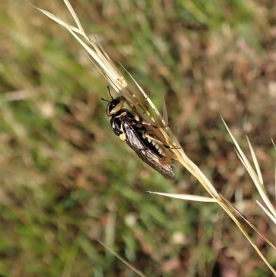 Xyloperga lalage (A perginae sawfly) at Holt, ACT - 27 Dec 2020 by CathB