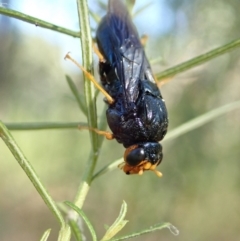 Perginae sp. (subfamily) (Unidentified pergine sawfly) at Holt, ACT - 27 Dec 2020 by CathB