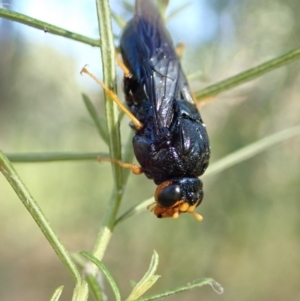 Perginae sp. (subfamily) at Holt, ACT - 27 Dec 2020