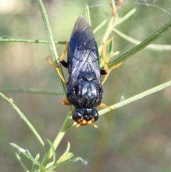 Perginae sp. (subfamily) at Holt, ACT - 27 Dec 2020