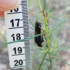 Perginae sp. (subfamily) at Holt, ACT - 27 Dec 2020