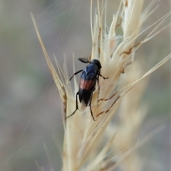 Ripiphoridae (family) (Wedge-shaped beetle) at Aranda Bushland - 27 Dec 2020 by CathB