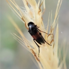 Ripiphoridae (family) at Holt, ACT - 27 Dec 2020