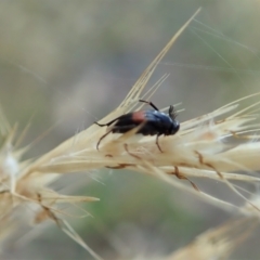 Ripiphoridae (family) at Holt, ACT - 27 Dec 2020