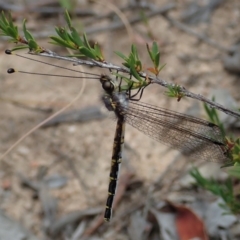 Suhpalacsa sp. (genus) (Owlfly) at Black Mountain - 28 Dec 2020 by CathB