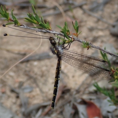 Suhpalacsa sp. (genus) (Owlfly) at Downer, ACT - 28 Dec 2020 by CathB