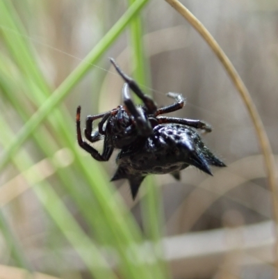 Austracantha minax (Christmas Spider, Jewel Spider) at Black Mountain - 28 Dec 2020 by CathB