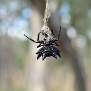 Austracantha minax at Downer, ACT - 28 Dec 2020