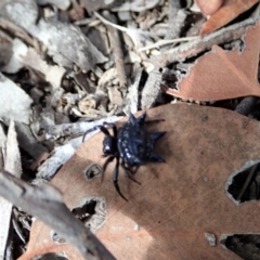 Austracantha minax at Downer, ACT - 28 Dec 2020