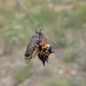 Austracantha minax at Downer, ACT - 28 Dec 2020