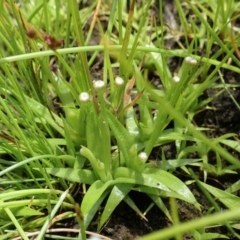 Eriocaulon scariosum (Pale Pipewort) at Downer, ACT - 28 Dec 2020 by CathB