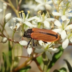 Castiarina erythroptera (Lycid Mimic Jewel Beetle) at Cook, ACT - 26 Dec 2020 by CathB