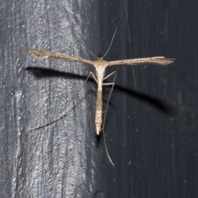 Stenoptilodes taprobanes (Plume Moth) at Higgins, ACT - 29 Dec 2020 by AlisonMilton