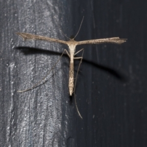 Stenoptilodes taprobanes at Higgins, ACT - 29 Dec 2020