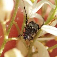 Microvalgus sp. (genus) (Flower scarab) at Mount Painter - 26 Dec 2020 by CathB