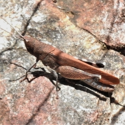 Cirphula pyrrhocnemis (Variable Cirphula) at Tidbinbilla Nature Reserve - 31 Dec 2020 by JohnBundock