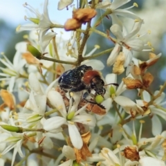 Zenithicola crassus (Clerid beetle) at Mount Painter - 26 Dec 2020 by CathB