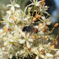 Zenithicola crassus at Cook, ACT - 26 Dec 2020