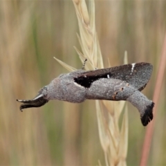 Pinara undescribed species near divisa at Cook, ACT - 31 Dec 2020 by CathB